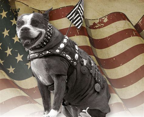 what breed of dog was sergeant stubby